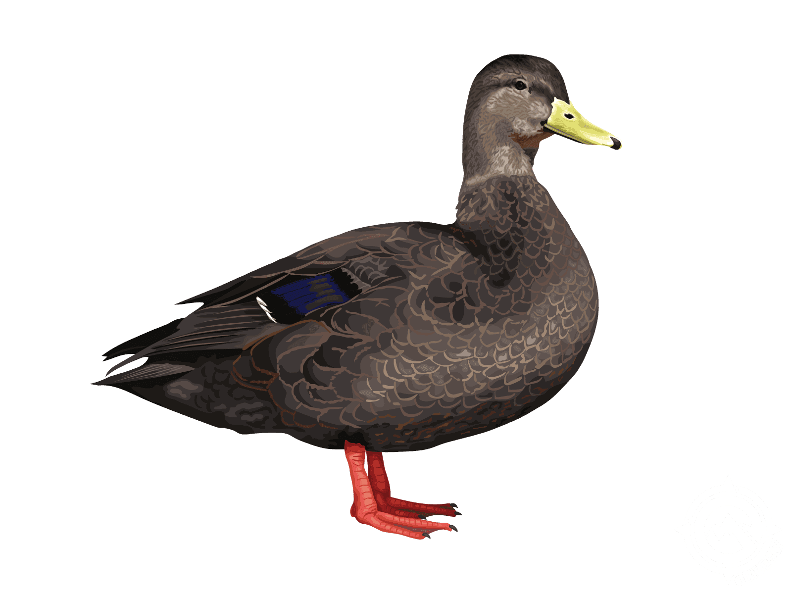 Black Duck